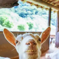 Animais da fazendinha